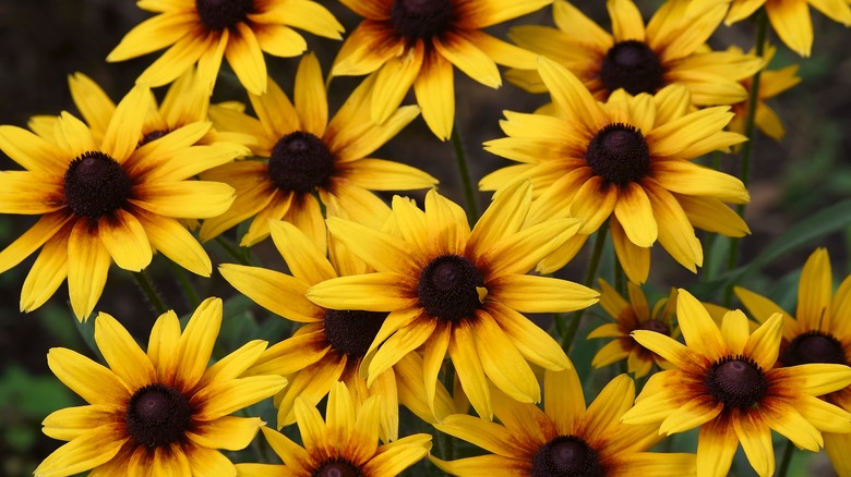 Black-eyed Susan flowers