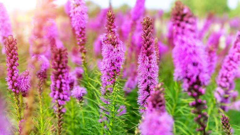 Blazing star flowers 