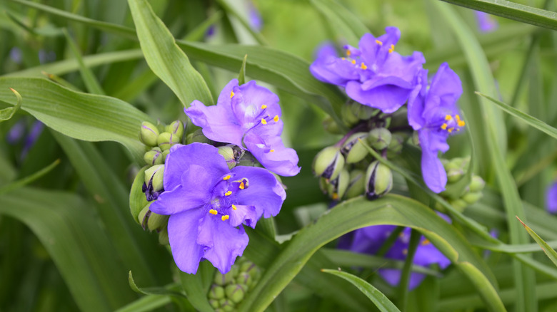 Blue jackets flowers