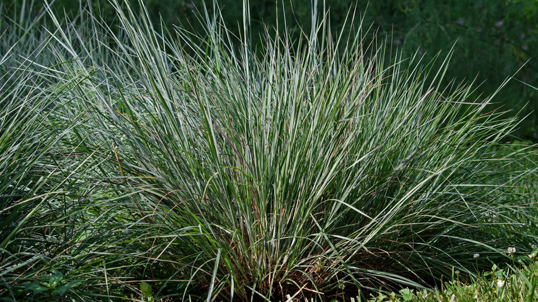 Little bluestem