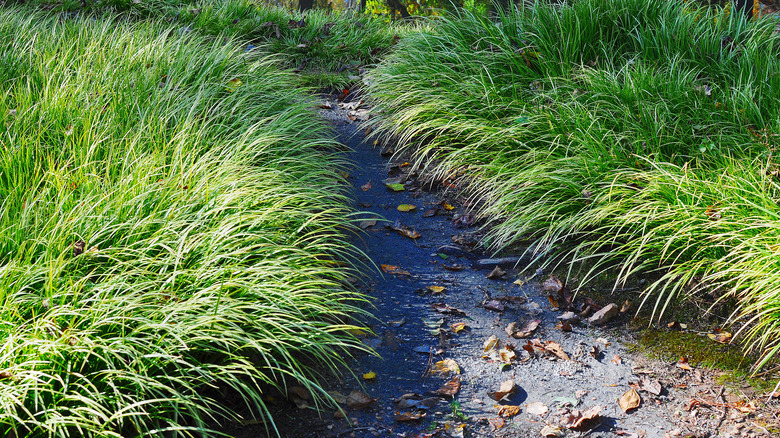 Prairie dropseed