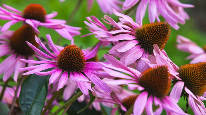 Purple coneflowers