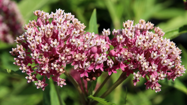 Swamp milkweed