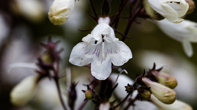 Tall white beardtongue flowers