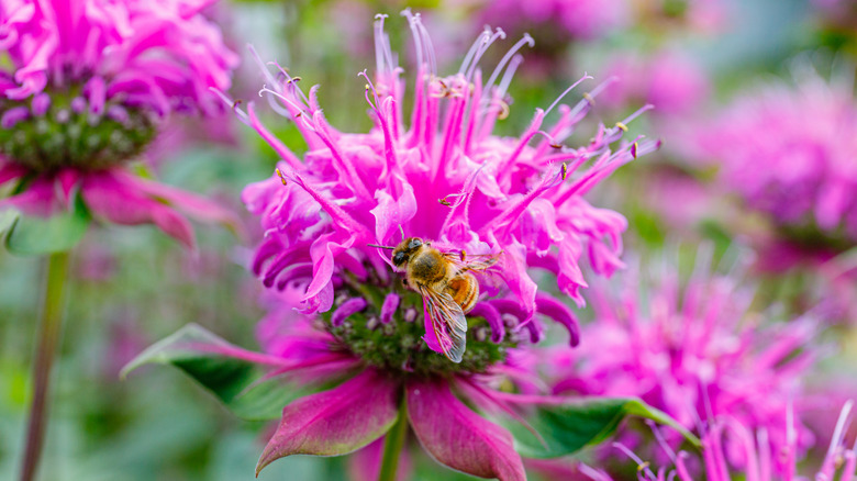 Wild bergamot with bee