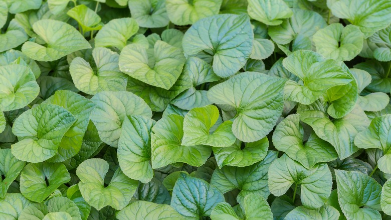 Wild ginger leaves