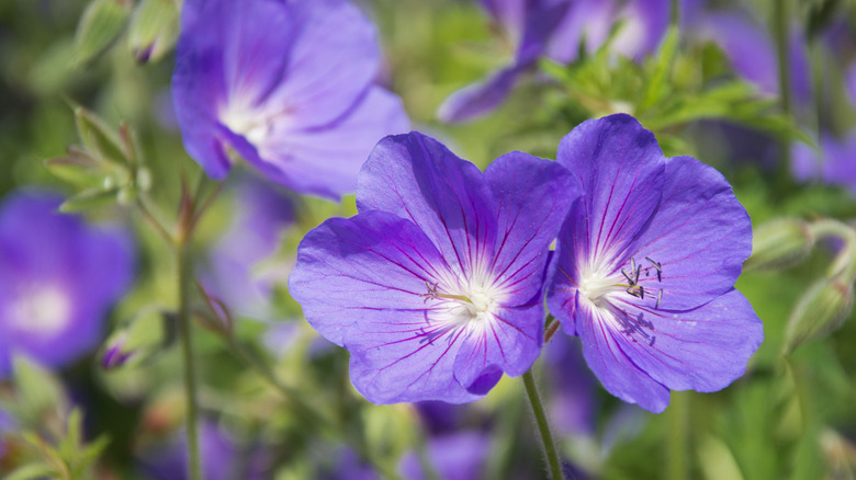 Geranium maculatum