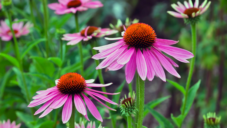 Echinacea angustifolia