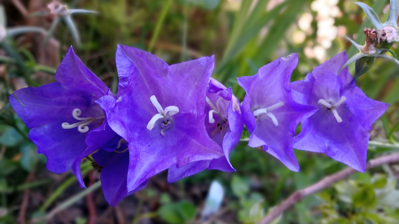 Campanula rotundifolia