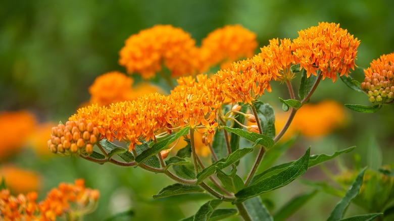 Asclepias tuberosa