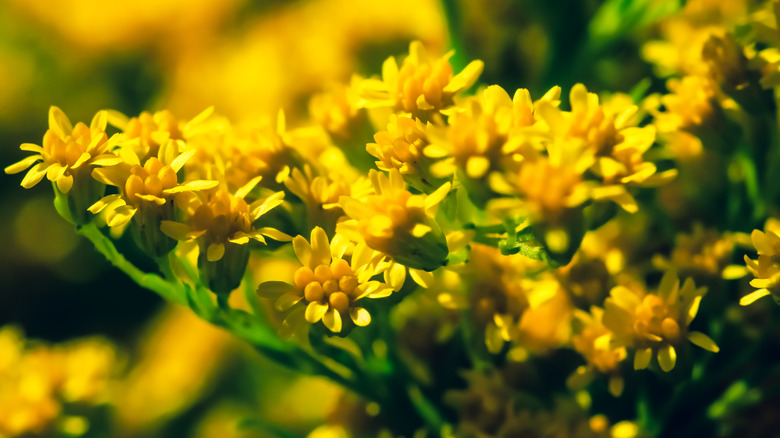 Solidago rugosa