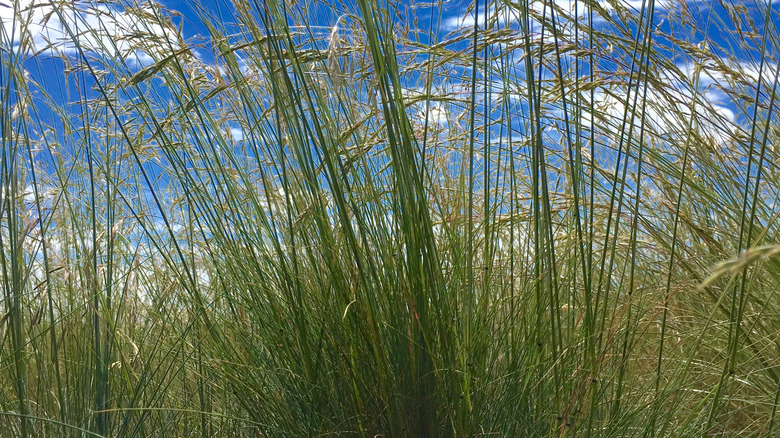 Festuca idahoensis