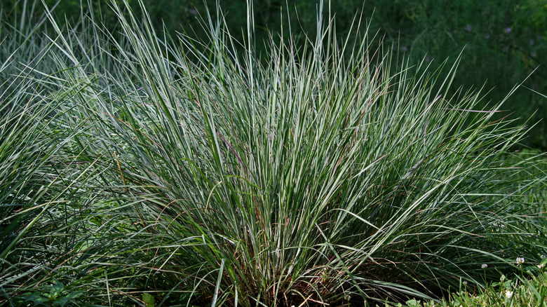 Schizachyrium scoparium