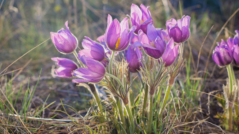 Pulsatilla patens