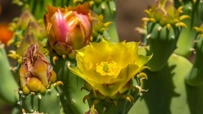 Opuntia polyacantha