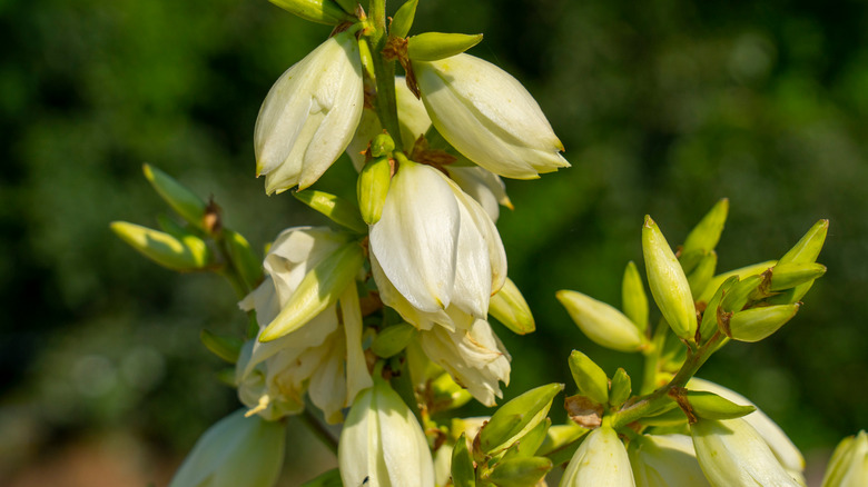 Yucca glauca