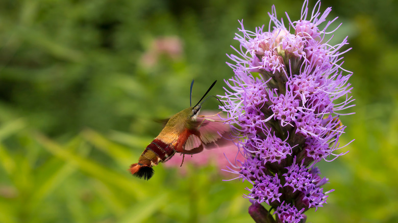 Liatris pycnostachya