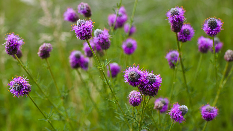 Dalea purpurea