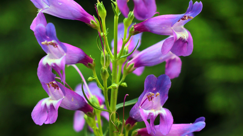 Penstemon strictus