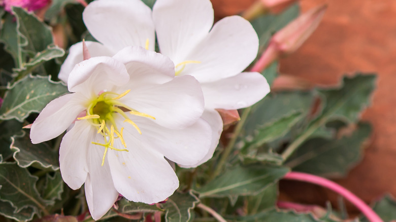 Oenothera caespitosa