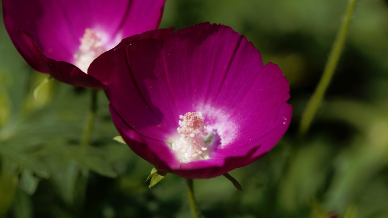 Callirhoe involucrata