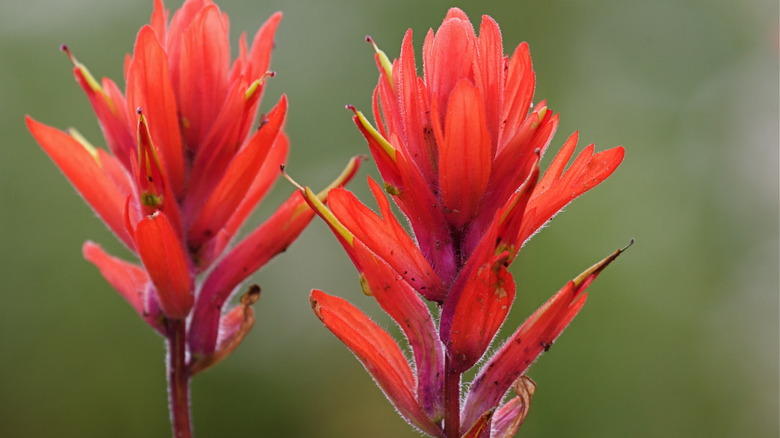 Castilleja linariifolia