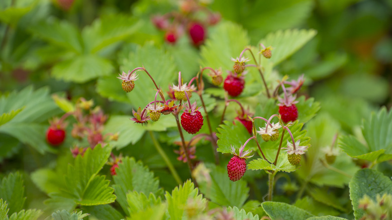 Fragaria vesca strawberries