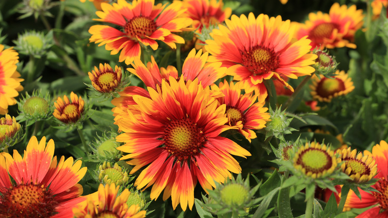 Gaillardia blanket flower