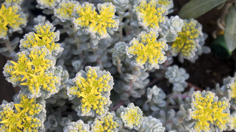 Sedum spathulifolium blooms