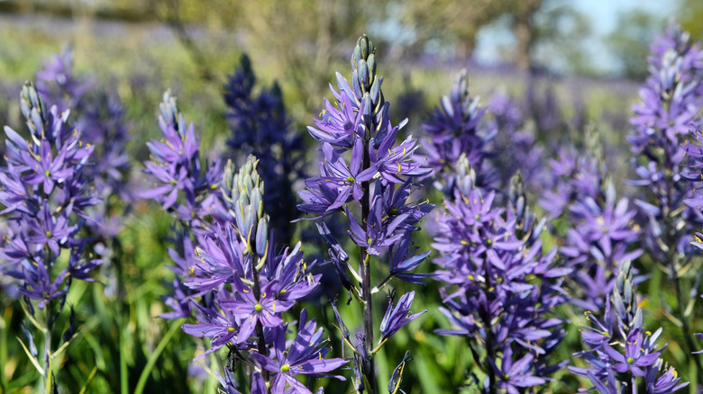 Camassia quamash in bloom