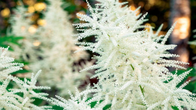 Aruncus dioicus in bloom