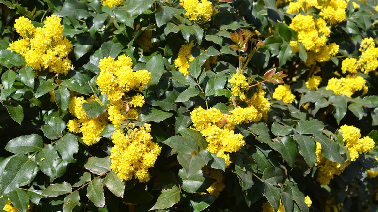 Mahonia aquifolium Oregon grape