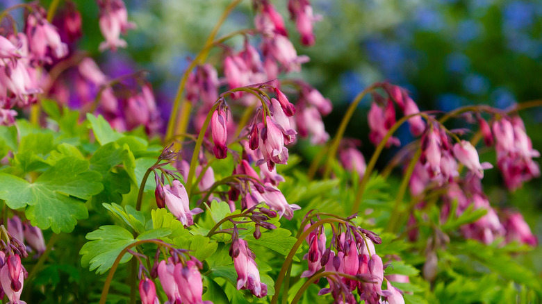 Dicentra formosa in bloom