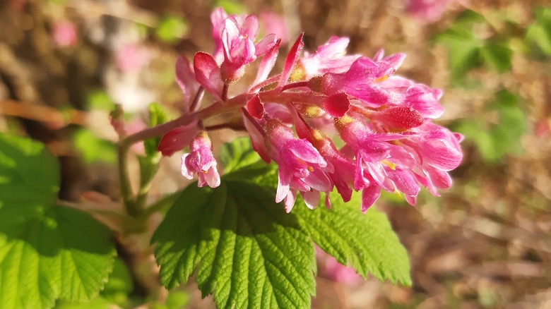 Ribes sanguineum North American species