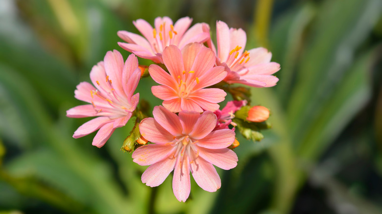 Lewisia cotyledon flower