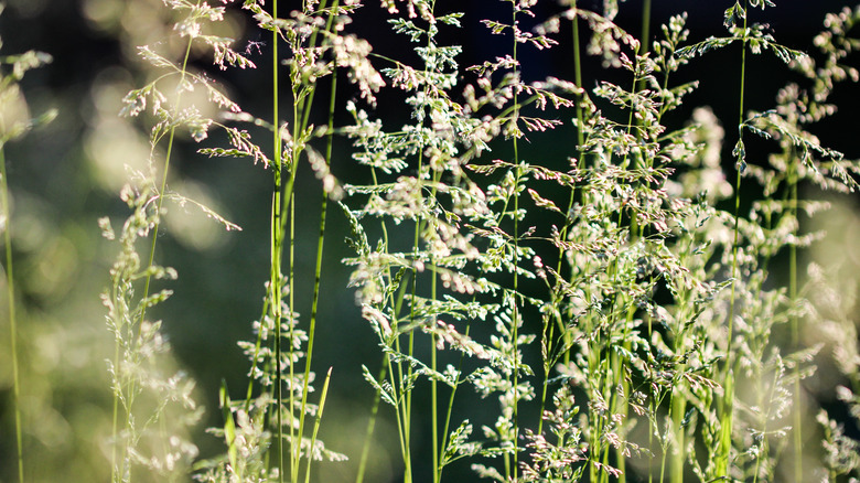 Deschampsia cespitosa native plant