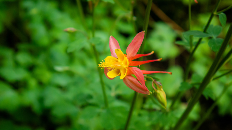 Western Columbine, Aquilegia formosa