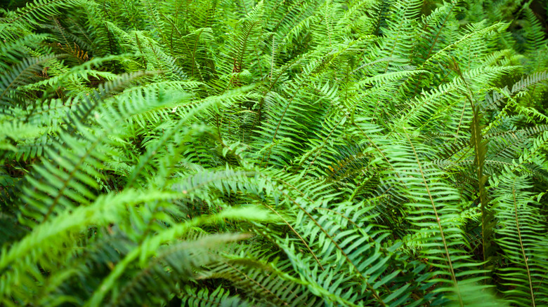 Polystichum munitum western sword fern