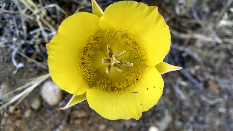 Calochortus luteus flower