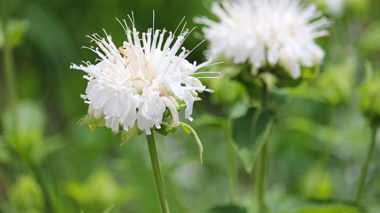 Basil beebalm