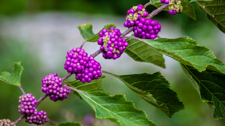 Beautyberry plant