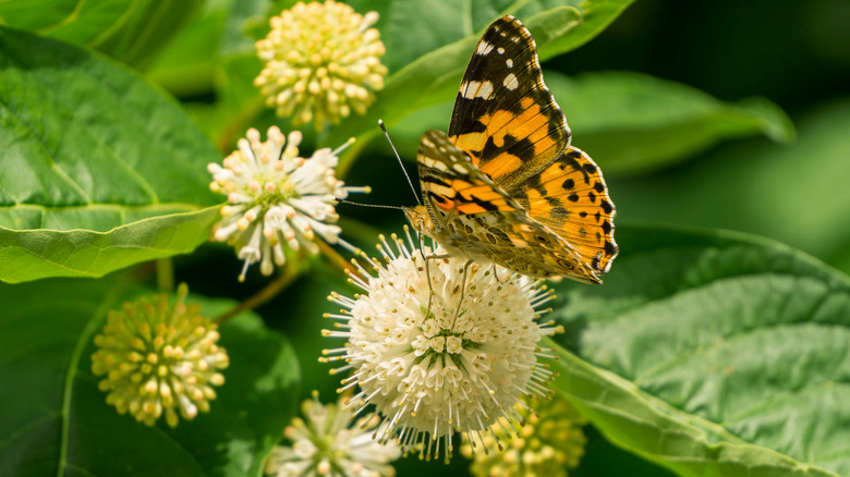 Buttonbush with butterfly