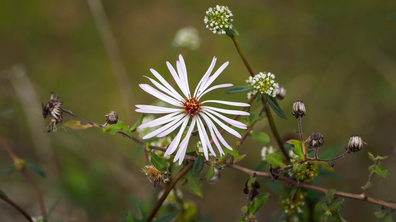 Climbing aster