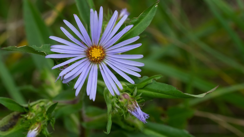 Elliott's aster