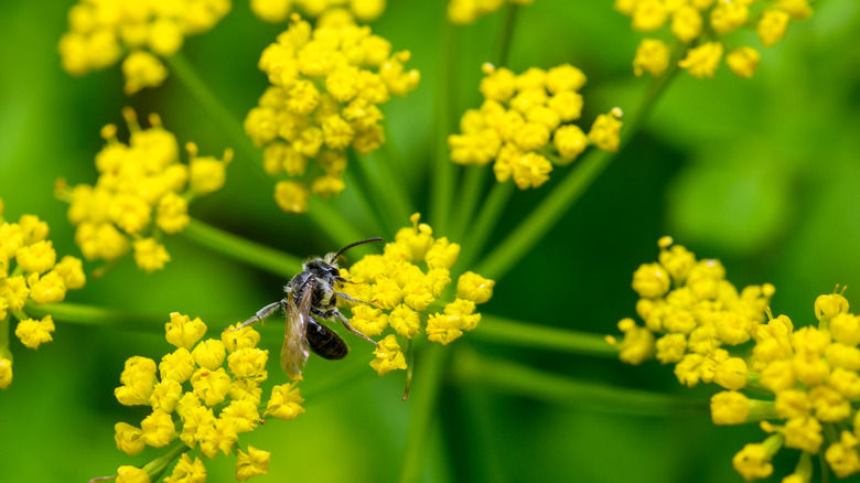 Golden Alexanders plant with bee