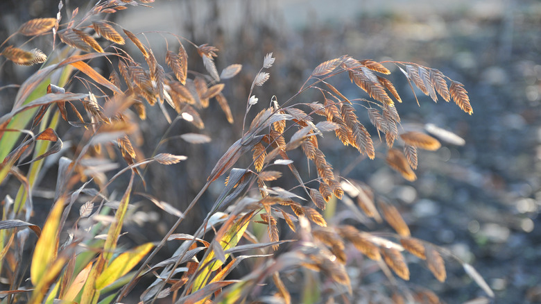 Inland sea oats