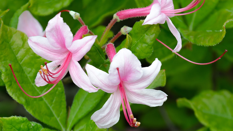 Mountain azalea