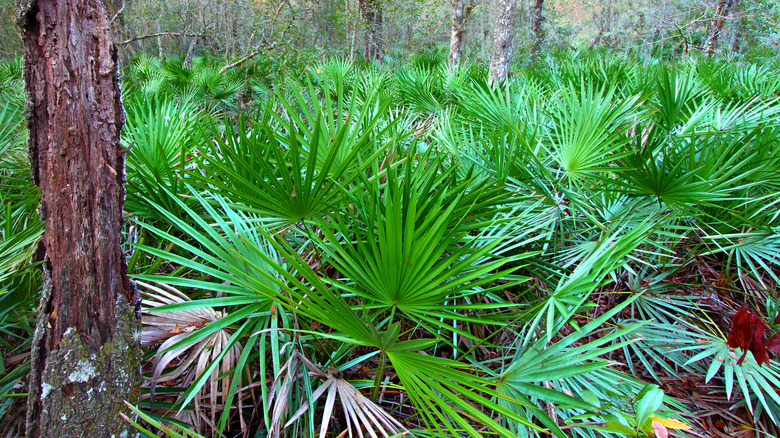 Saw palmetto plant