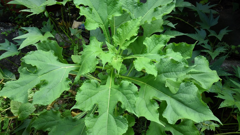 Yellow flower leafcup