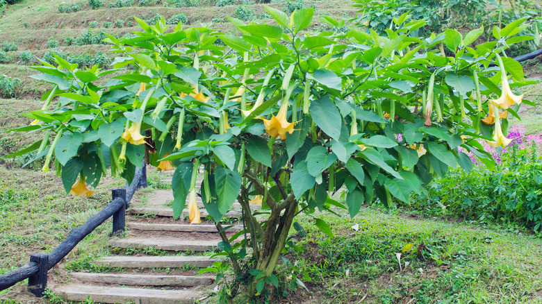 Angel's trumpet tree